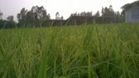 GISB project with Rahimafroz results in 21% increased yield and 47% decreased fertilizer expense GISB project with Rahimafroz results in 21% increased yield and 47% decreased fertilizer expense